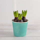 Hyacinth Paper Pot