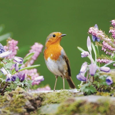 Woodmansterne RSPB Robin Blank Greeting Card 16cm x 16cm