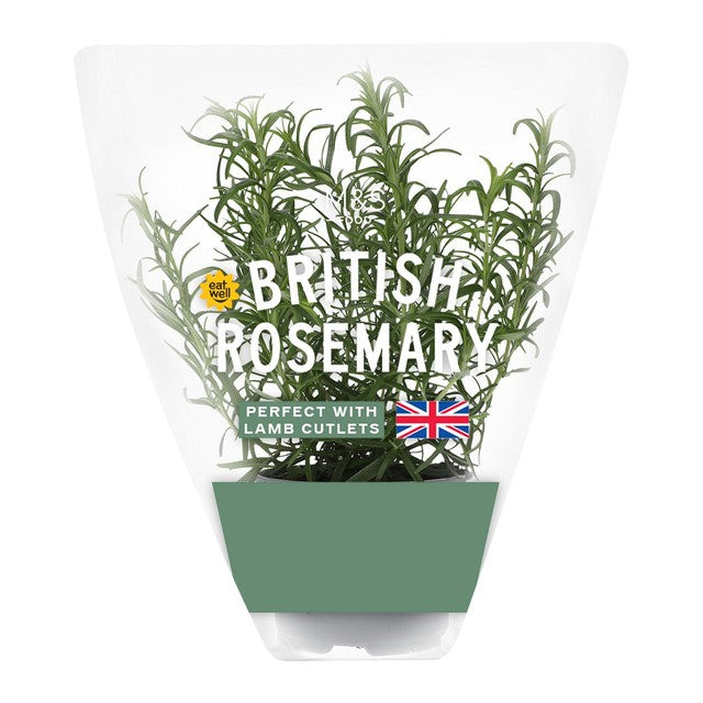 M&S rosemary pot, imported from the UK