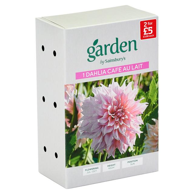 Dahlia Cafe Au Lait
