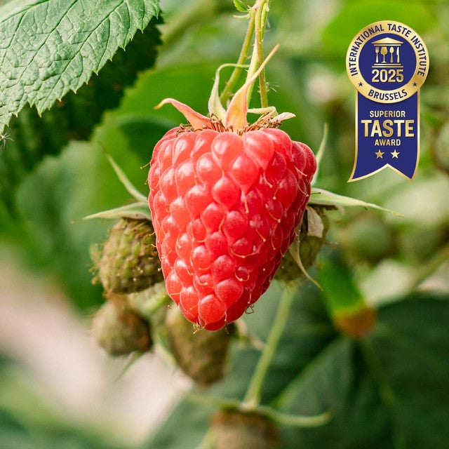 Berryworld raspberries fresh fruit 150g - British product