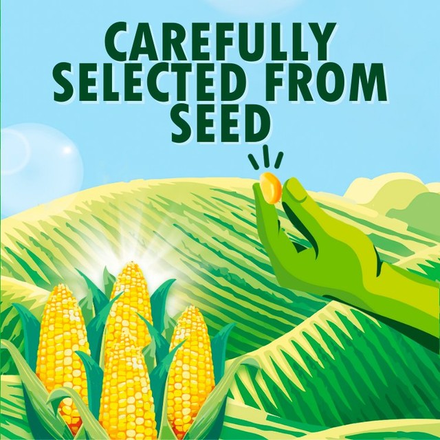 Green Giant Original Sweetcorn canned sweetcorn 3 x 340g, UK version