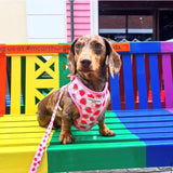 Cocopup Pupberry Fields dog harness Large - British product