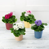 Sainsburys Indoor Primula in Ceramic