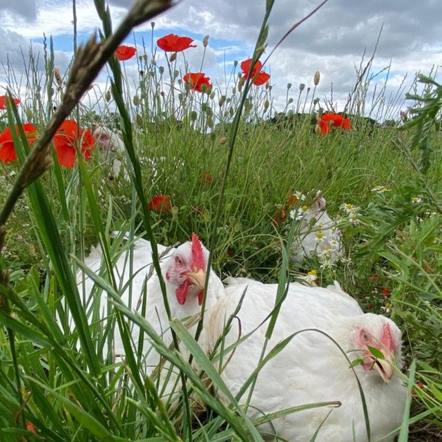 Packington Free Range Chicken Mini Fillets 400g, imported from the UK