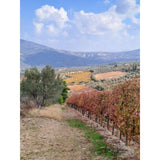 Gaia Notios White Peloponnese white wine 75cl, UK version