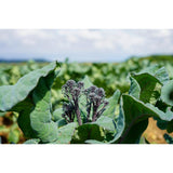 Tenderstem purple broccoli 200g (British brand)