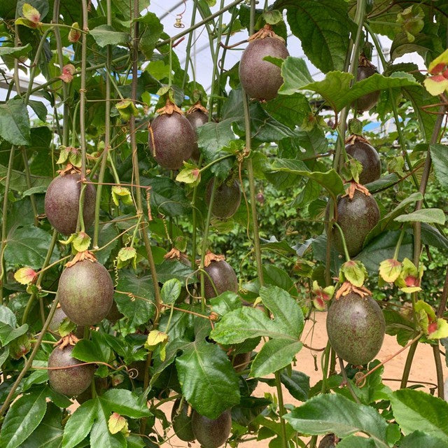 Natoora Organic Spanish Passion Fruit 2 per pack, imported from the UK