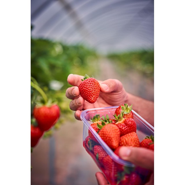 M&S XL strawberries 400g (British brand)
