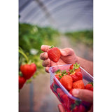 M&S XL strawberries 400g (British brand)