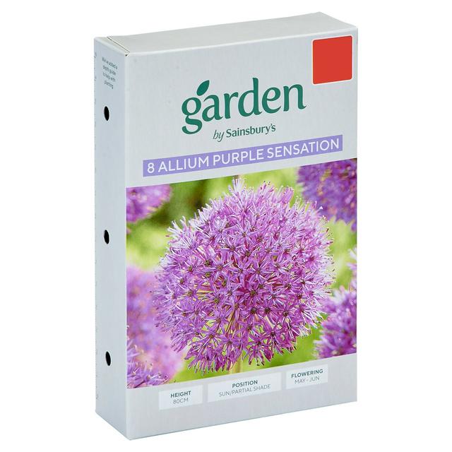 Sainsburys Garden Allium Purple Sensation x8
