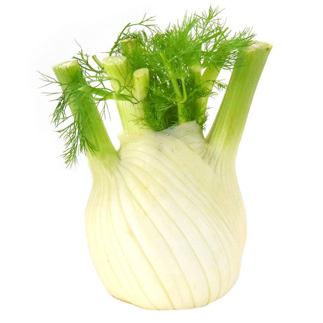 Natoora Italian Large Fennel, imported from the UK