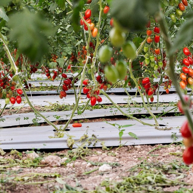 Natoora Sicilian Datterini Tomatoes 350g, imported from the UK