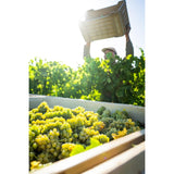 Babylonstoren Chenin Blanc