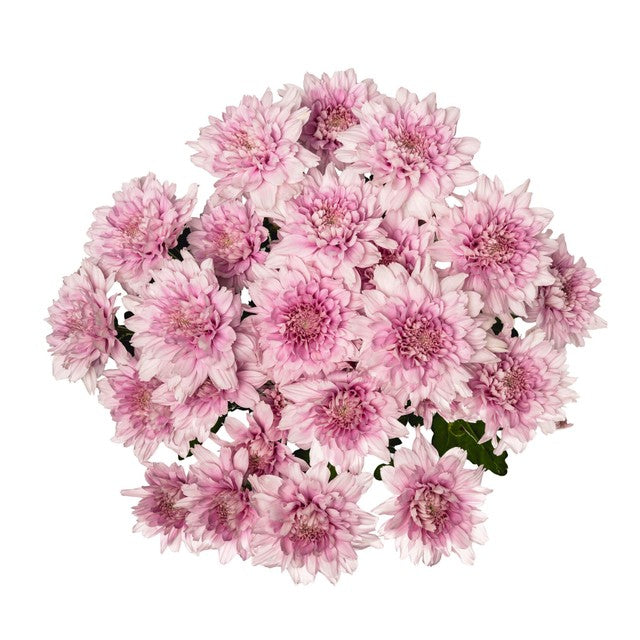 MM Flowers Spray Chrysanthemum cut flowers 5 stems 40cm (British brand)