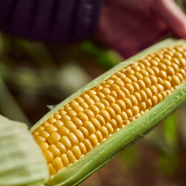 Ocado Corn on the Cob 2 per pack, imported from the UK