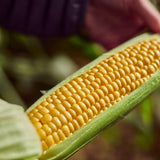 Ocado Corn on the Cob 2 per pack, imported from the UK