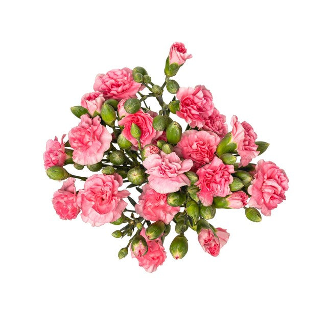 MM Flowers pink spray carnations 10 stems 40cm (British brand)
