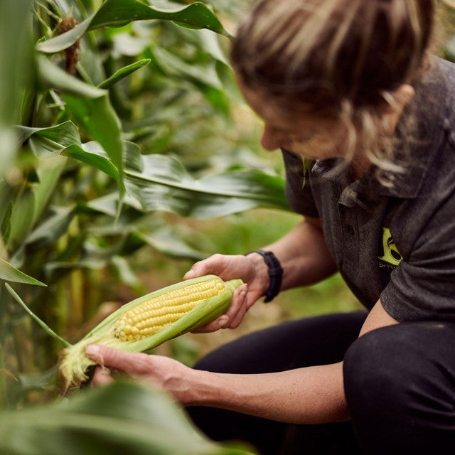 Ocado Corn on the Cob 2 per pack, imported from the UK