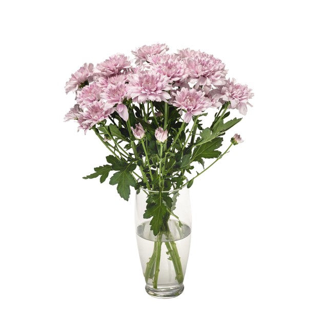 MM Flowers Spray Chrysanthemum cut flowers 5 stems 40cm (British brand)