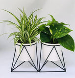 Habitat Trailing Green Plant In Ceramic