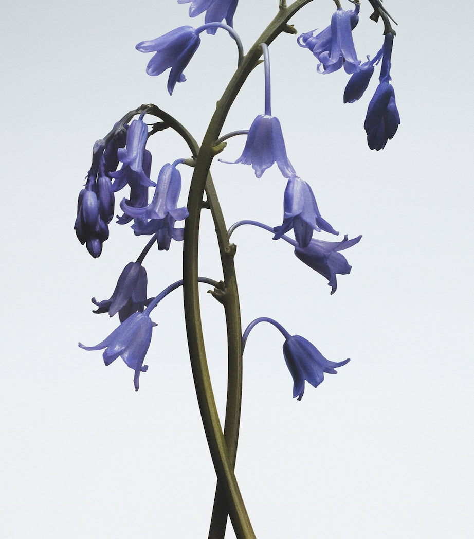 Jo Malone London Wild Bluebell Hair Mist (30ml)
