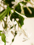 Concentrated Hand Wash Refill with Sweet Jasmine Scent 100ml
