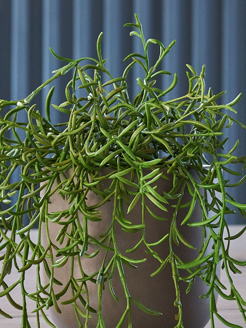 Beards & Daisies Green Artificial String Of Dolphins