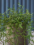 Beards & Daisies Green Artificial String Of Dolphins