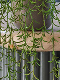 Beards & Daisies Green Artificial String Of Dolphins