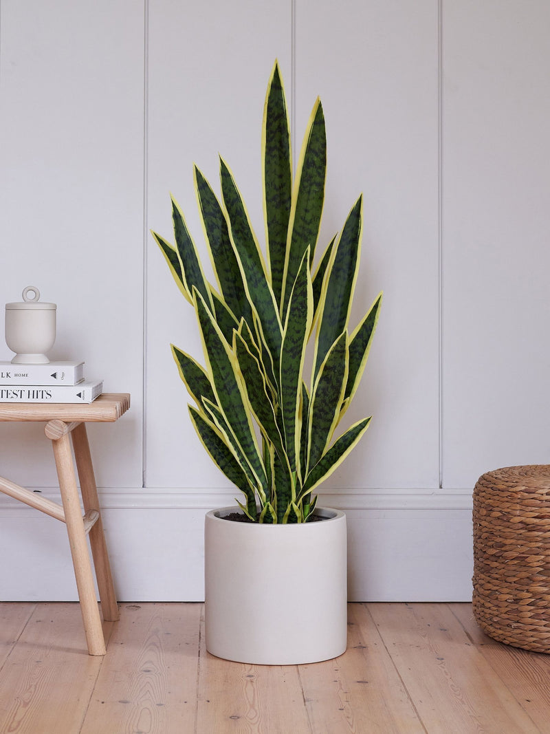 Beards & Daisies Green Artificial Snake Plant