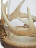 Natural antler hurricane candle holder for pillar candles, imported from the UK