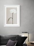East End Prints White Peony II Framed Art Print