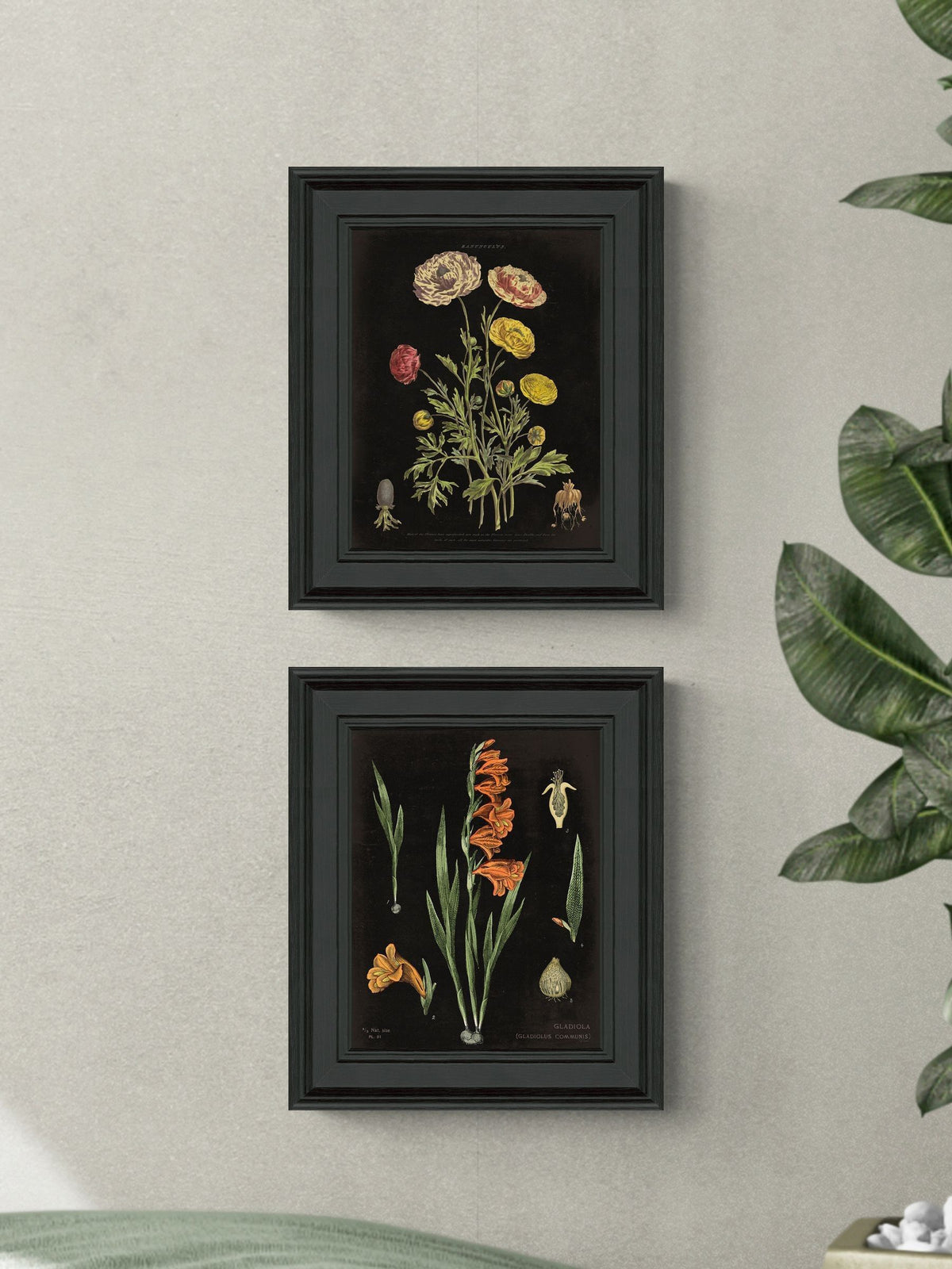 Artko Black Floral Chart HF framed art set of 2 - British product