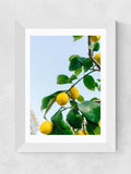 East End Prints White Amalfi Coast Lemons Framed Art Print