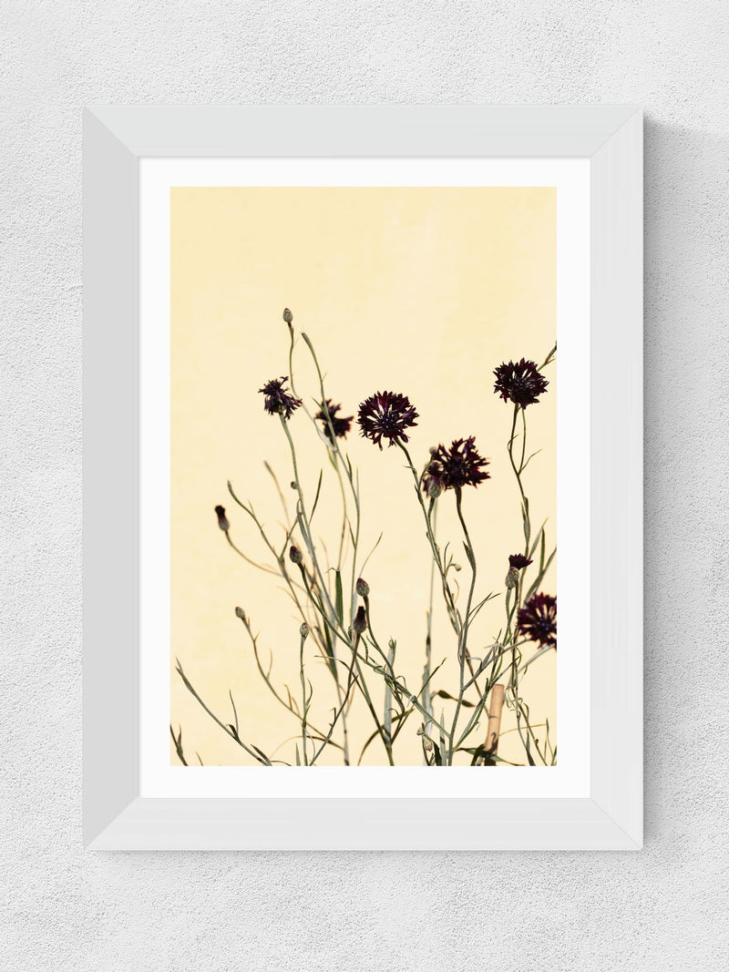 East End Prints white withered flowers framed art print - British product