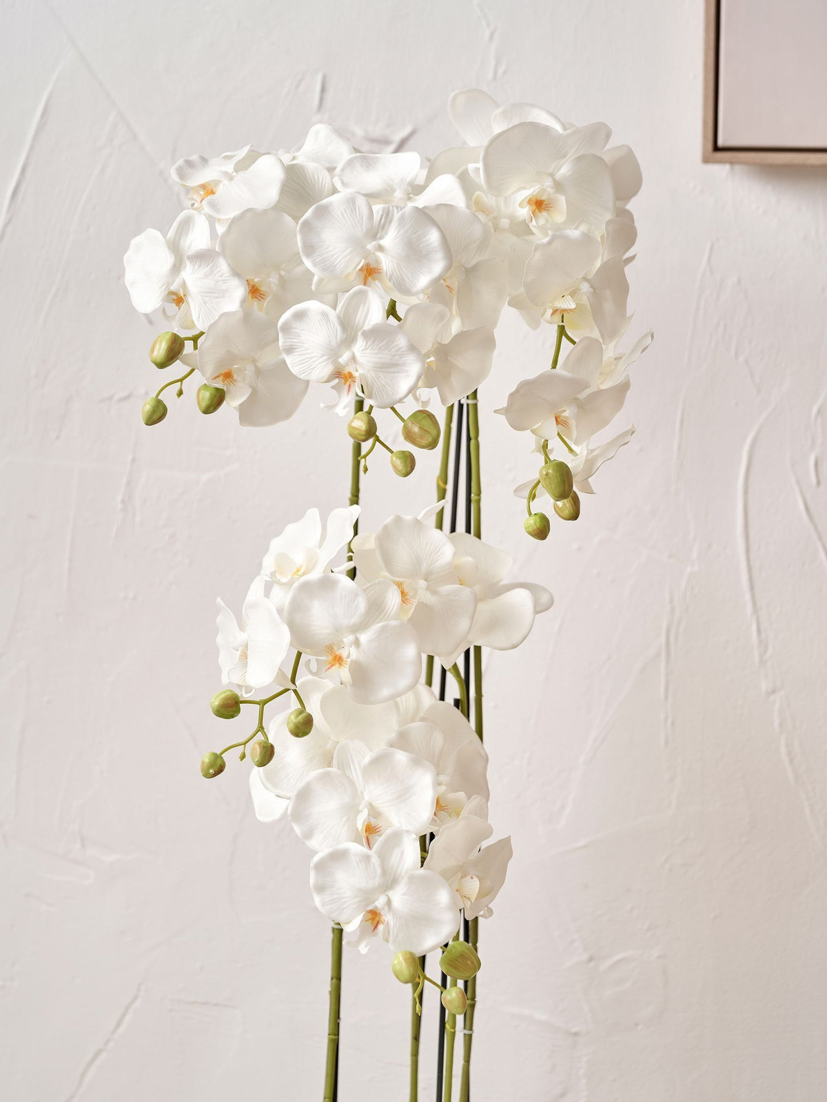 Pacific Lifestyle Green Tall White Orchid in Large Pot
