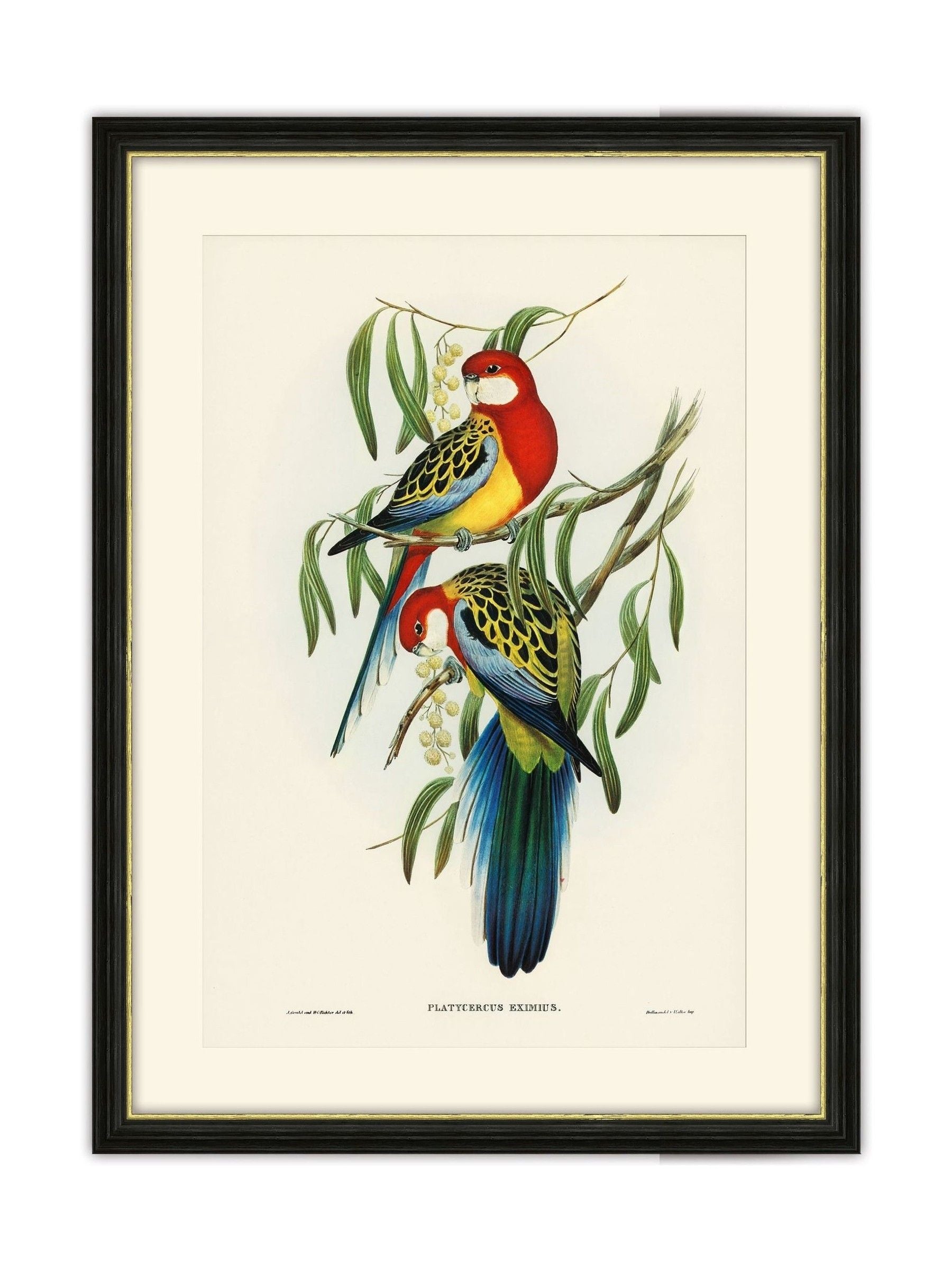 Brookpace Rosehill Parakeet framed print 40x50 - British product