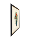 Brookpace Rosehill Parakeet framed print 40x50 - British product