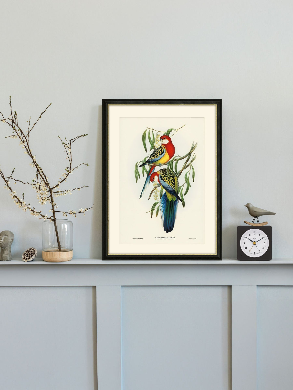 Brookpace Rosehill Parakeet framed print 40x50 - British product