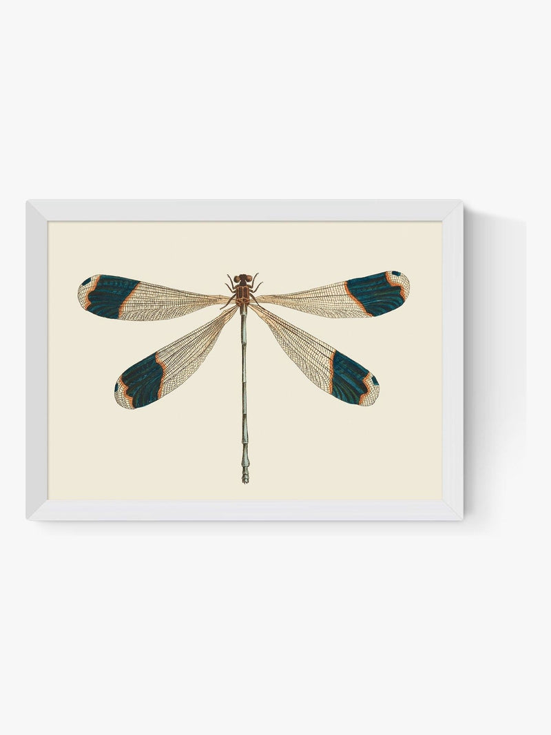 East End Prints White British Dragonfly wall art print - British product