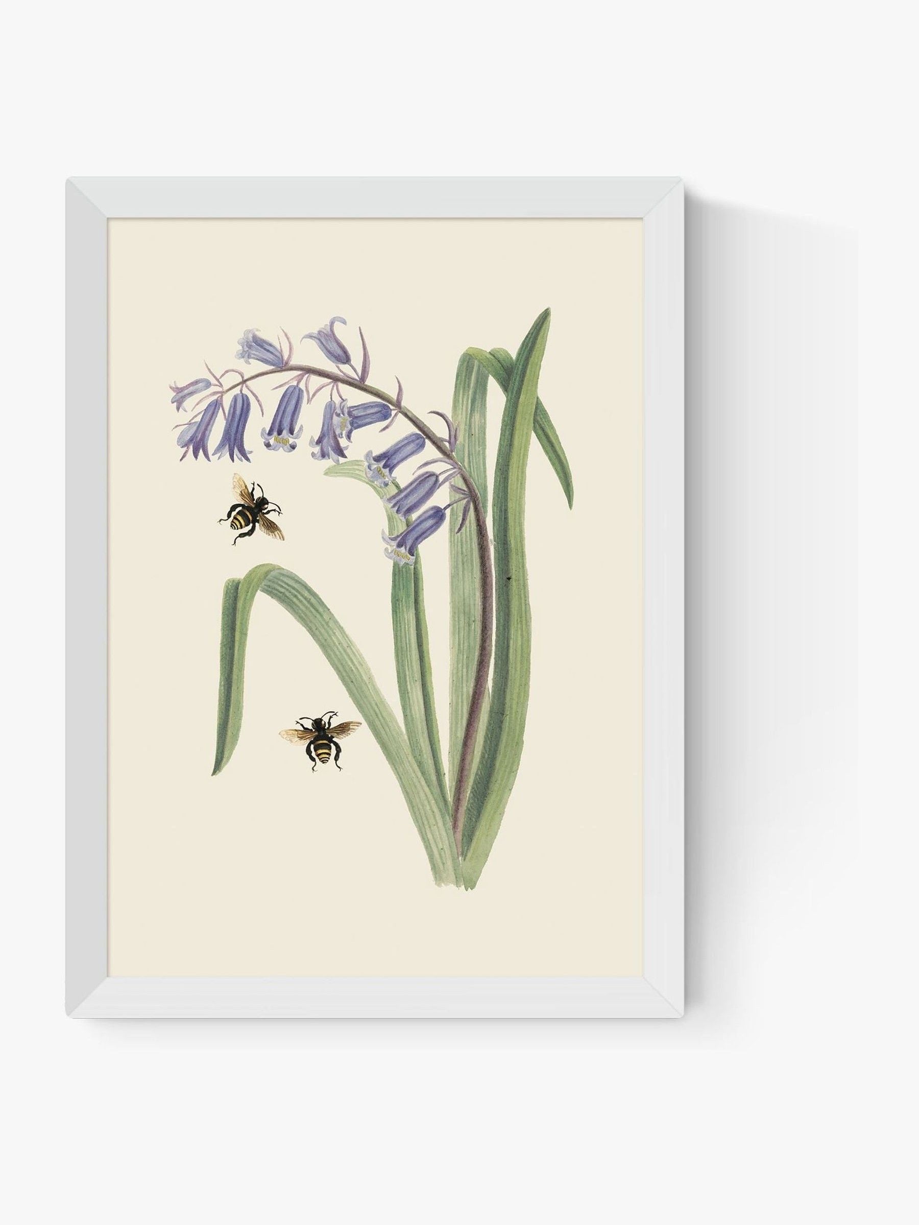 East End Prints White Bee and Wild Hyacinth Wall Art Print by Natural History Museum