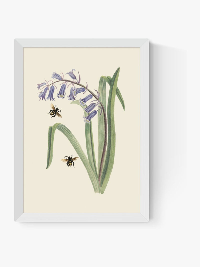 East End Prints White Bee and Wild Hyacinth Wall Art Print by Natural History Museum