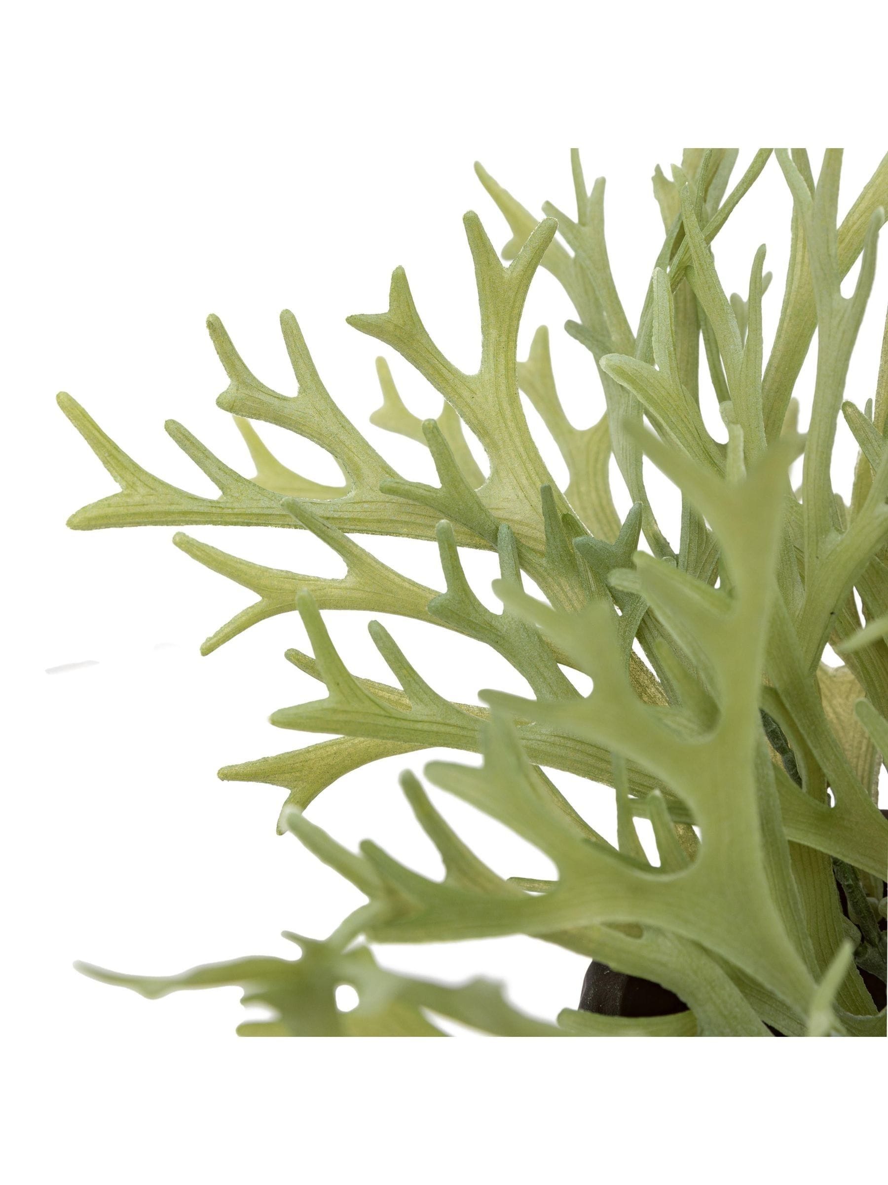 Gallery Home green faux platycerium ceramic plant pot 28cm, UK version