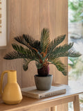 Gallery Home Natural Faux Wide Palm in Concrete Pot 49cm, UK version
