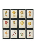 Oka Set of 12 Cream Anatomical Fruit Framed Prints