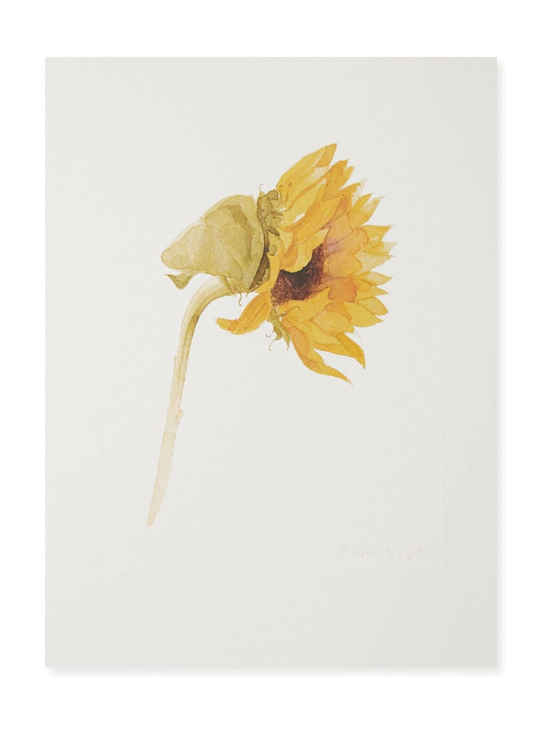 Sophie Allport off white sunflower watercolour print 40cm x 30cm (British brand)