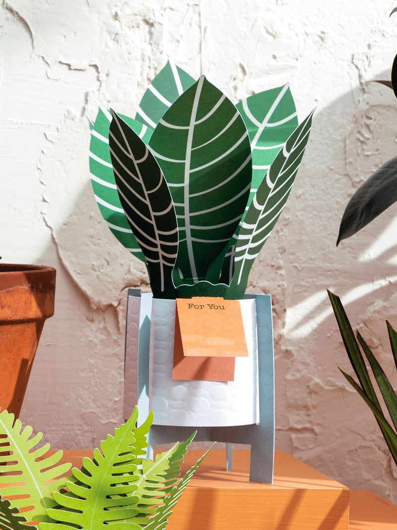 Hallmark green for you zebra plant 3D pop up card, UK version