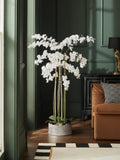 White real touch artificial extra large floor standing orchid plant (British brand)