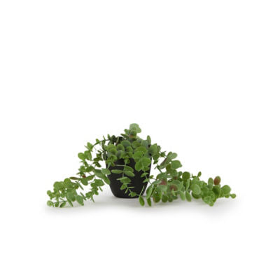 George Home faux trailing plant in black pot, UK version
